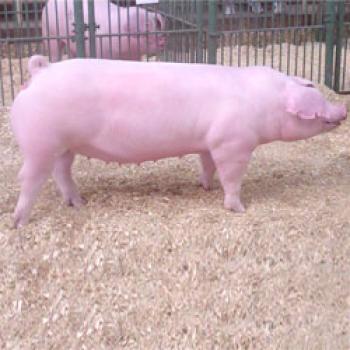 Cerdos de Landrace: características, contenido y cría.
