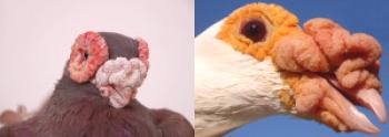 Golobovi golobi s fotografijami in naslovi, video posnetki in tržnimi cenami