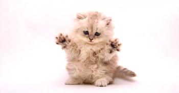 Cómo llamar a un gatito persa | Clics (nombres) para gatos persas y gatos