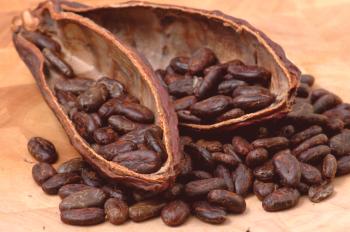 Manteca de cacao para el cabello: reseñas, aplicaciones, máscaras y recetas.
