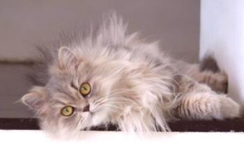 Rasgos distintivos del personaje de los gatos persas.