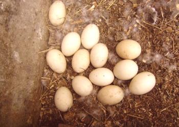 Normas básicas, términos y reglas de incubación de huevos indo-cínicos en una incubadora.