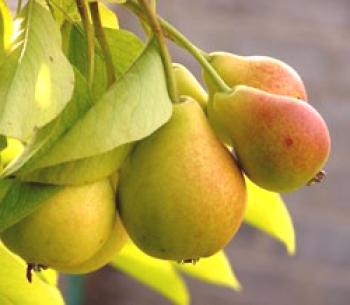 Pera (china, alcachofa de Jerusalén): propiedades útiles, contraindicaciones, beneficios y daños a la salud, recetas para cocinar