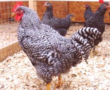 Opis piščančje pasme Amrox in njihova učinkovitost