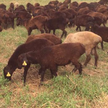 Едилбаевская порода овце: продуктивност, размножаване