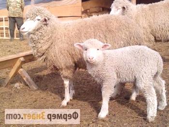 Cría de ovejas y ovejas en casa, cómo cuidar adecuadamente