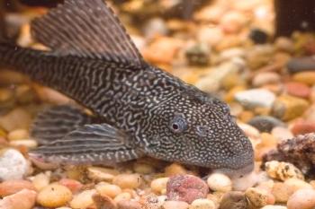 Som plekostomus: regulaciones para mantener limpio el acuario