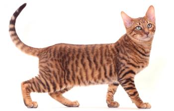 Najdražja mačka na svetu: imena pasem, njihove fotografije in cena