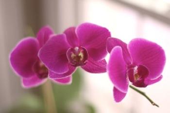 Kako rastejo lepe orhideje?