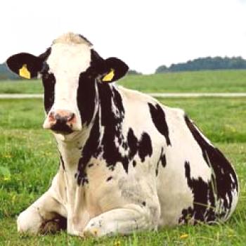 Raza Holstein de vacas: descripción y características.