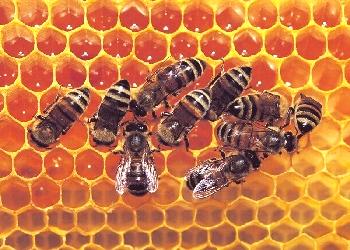 ¿Cuánto coleccionan las abejas?