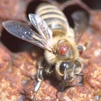 Varomorrhoea (malaria mare), zdravljenje čebel: od pomladne in poletne arrotoze
