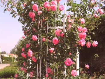Razpršene vrtnice, podrobnosti o sajenju in gojenju rastlin, fotografije in video posnetki sort in skrb za okrašene vrtnice.