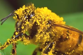 Tobillo de abeja: cómo tomar y propiedades útiles.