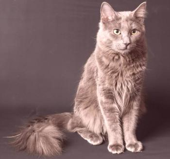 Mačka Nibelung: fotografija, video, pasma, značaj, odhod