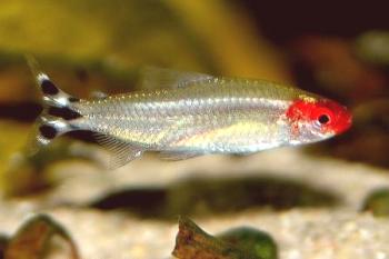 Rodostomus como pez - un adorno de cualquier acuario