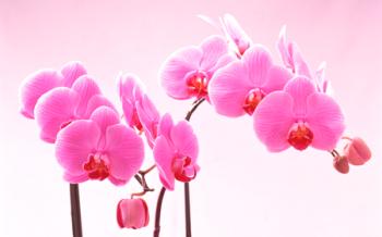 Olje orhidej za lase: lastnosti, pregledi, uporaba, recepti za maske
