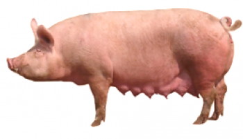 Кои породи свине се размножават в нашия регион