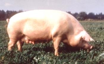 ¿Qué razas de cerdos se reproducen en los Urales?