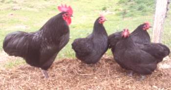 Pollos negros: raza sajona, ucraniano, barbudo.