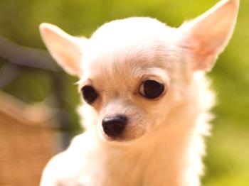 Chihuahua - opis pasme