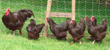 Характеристики на месната порода на пилетата на Langshans и особеностите на неговото съдържание