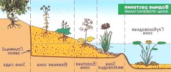 Razvrstitev vodnih rastlin in območje stopnje