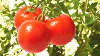 Можете ли да ядете домати с диабет тип 2?