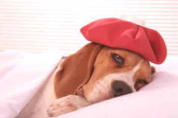 Neumonía peligrosa en perros: cómo no confundirse con un resfriado y brindar asistencia de manera oportuna