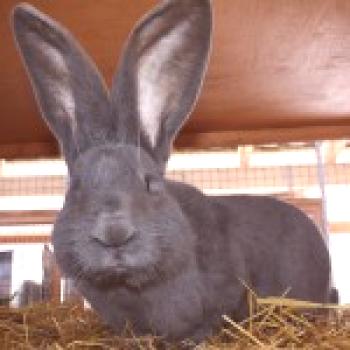 Las razas de conejos son diferentes - descripción, fotos y videos