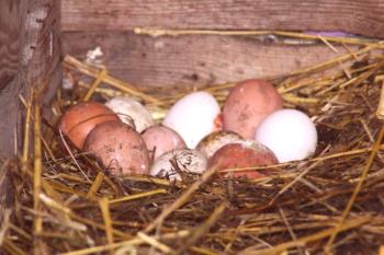 Pollos en el nido: las causas y los métodos para resolver el problema.