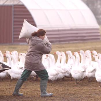 Cría de gansos como negocio: un plan de negocios de granjas de ganso.