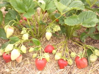 Сортирайте ягодите със снимки и описание