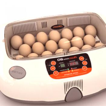 Incubación de huevos: regímenes y etapas de incubación, tablas.