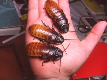 Madagaskarski ščurki so cvrčali