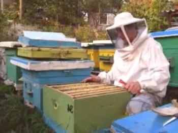 Video o oblikovanju gnezda čebel za zimo
