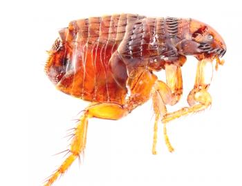 ¿Cómo se multiplican las pulgas?