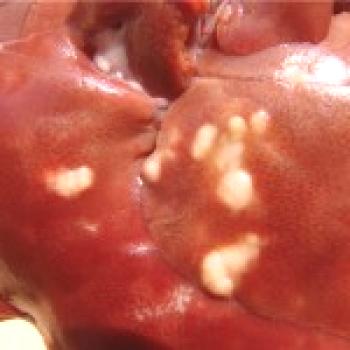 Kokcidioza zajec - opis bolezni, fotografije in video posnetki