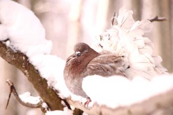 Značilnosti golobov pasme Pauni, galebi, snežni deklici in žalosti, fotografija ptic