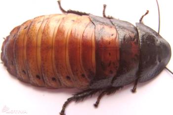 Cucaracha crepitante de Madagascar: reglas de retención, foto