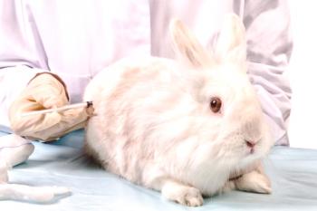 Ваксинация (ваксинация) за зайци: какво да правя и кога