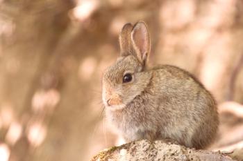 Eumeris на зайци: признаци, лечение