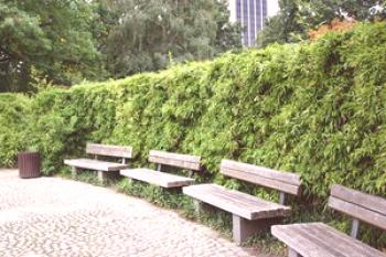 Cobertura perenne de hoja perenne: crecimiento rápido y otros tipos de cercas de jardines naturales