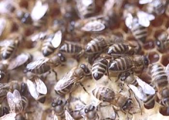 Prika pasme čebel: opis, ocene, fotografije