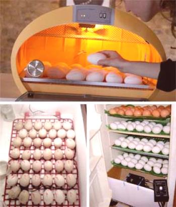Cómo elegir una incubadora para huevos de ganso - fotos y videos