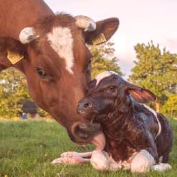 Enfermedad de la vaca: preparación, signos de parto, cuidado y alimentación.