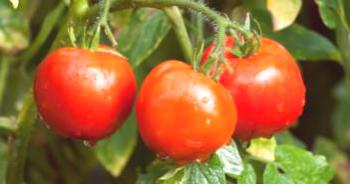 Tomates para Siberia en invernadero: los mejores géneros para plantar.