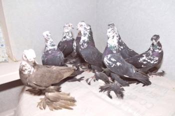 Revisión de la raza de las palomas uzbekas: peculiaridades de la especie, fotos interesantes y videos.