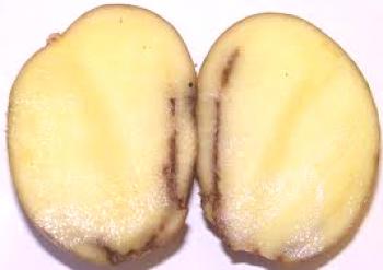 Пръстен гниене на картофи