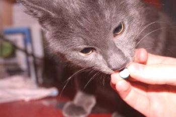 Kako pravilno dati mačji tabletki iz črvov: ime, navodilo, lahko noseča, kako pogosto dajati in kaj storiti, če se mačka zboli